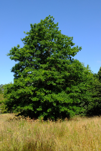 July tree photo