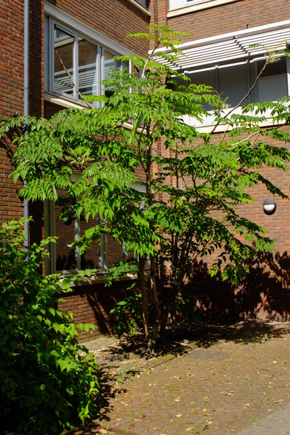 July tree photo