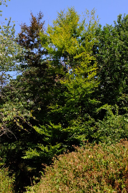 July tree photo