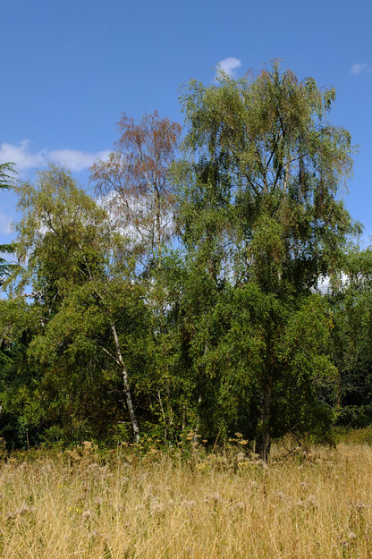 July tree photo