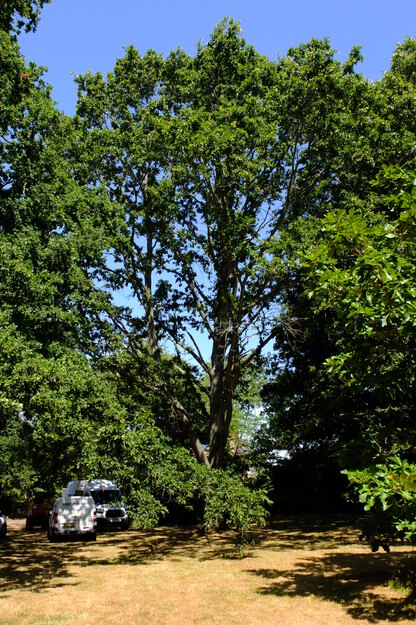 July tree photo