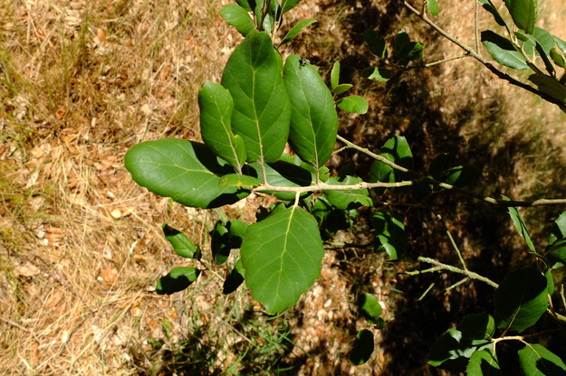 July close-up photo