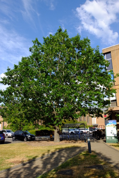 July tree photo