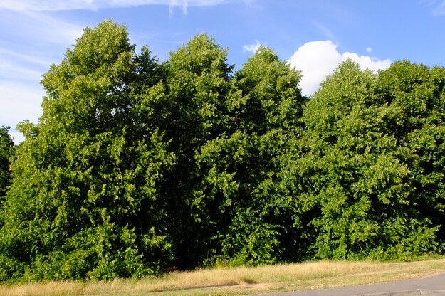 July tree photo