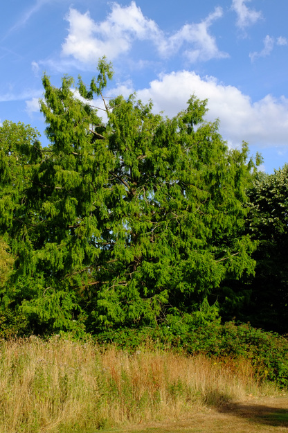 July tree photo