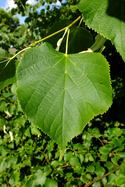 July close-up photo