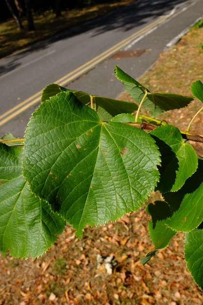 July close-up photo