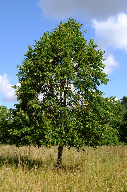 July tree photo