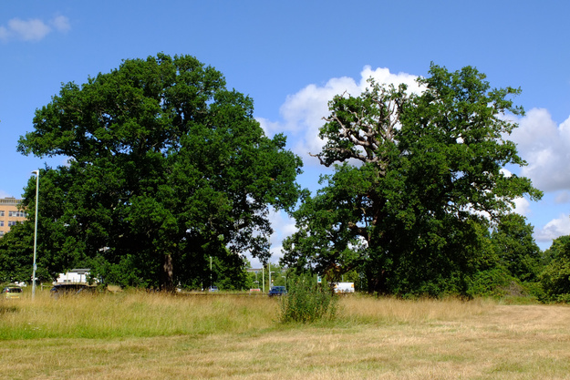 July tree photo