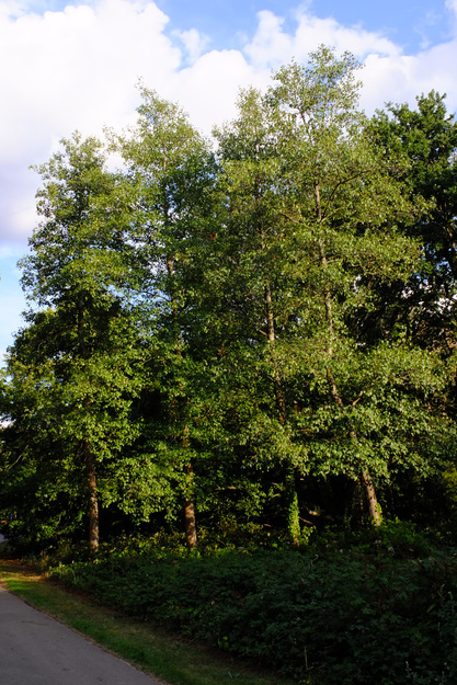 July tree photo