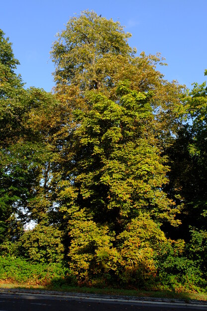 August tree photo