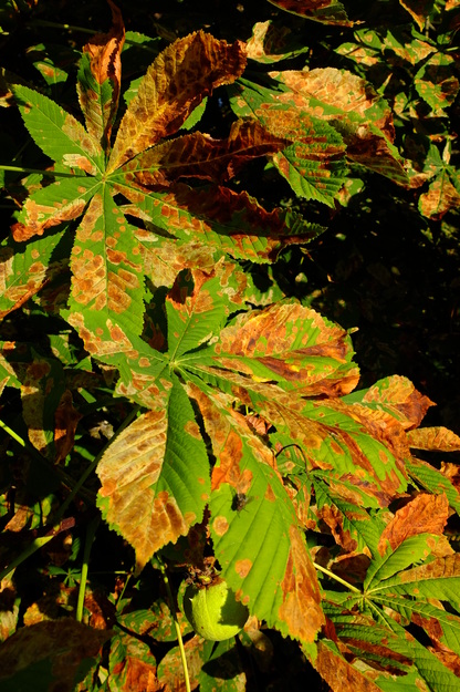 August close-up photo