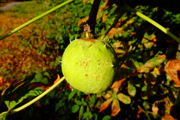 August close-up photo