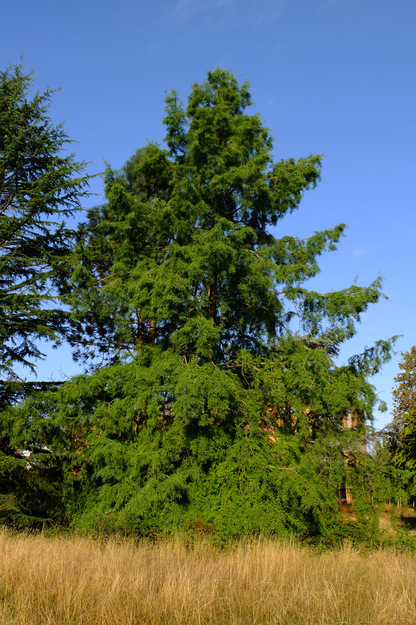 August tree photo