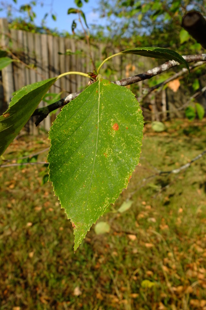 August close-up photo