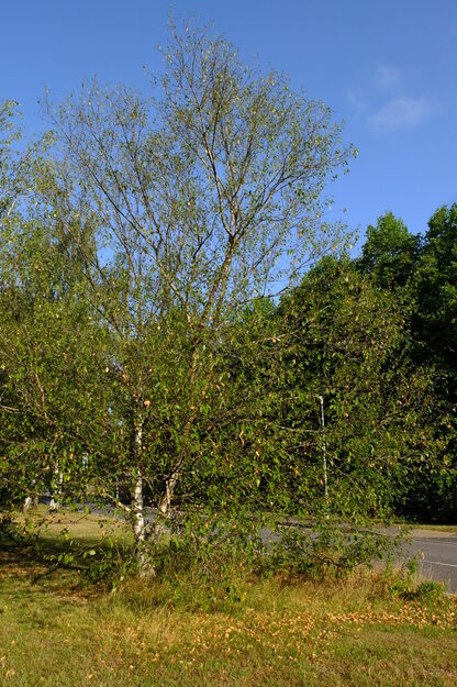 August tree photo