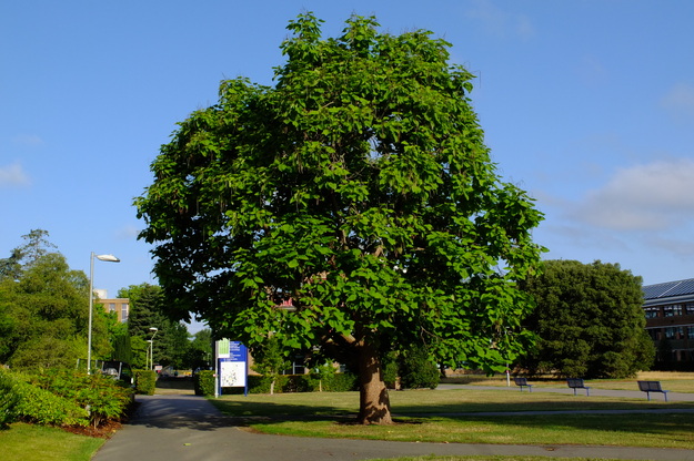 August tree photo