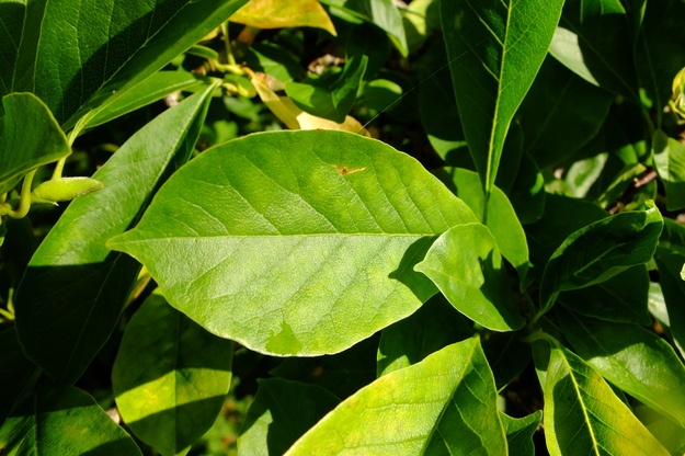 August close-up photo