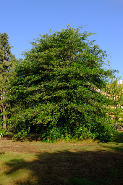 August tree photo
