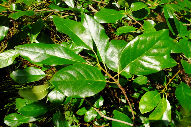 August close-up photo