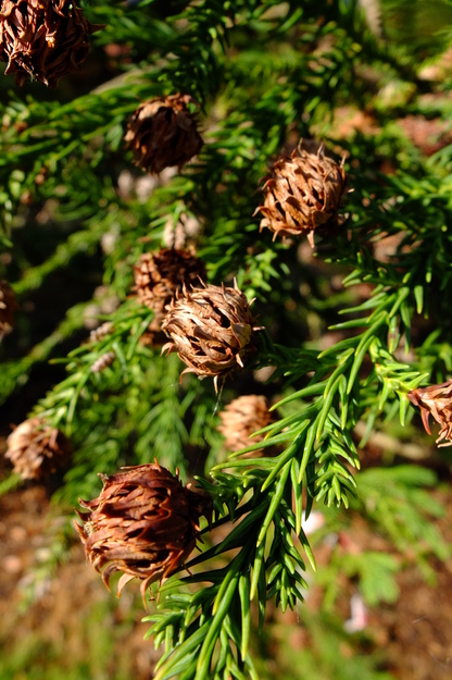 August close-up photo