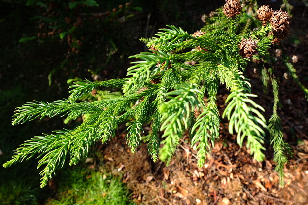 August close-up photo
