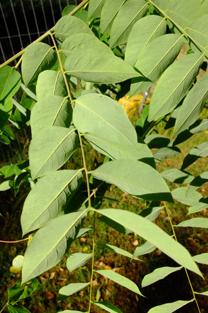 August close-up photo