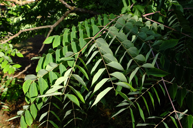August close-up photo