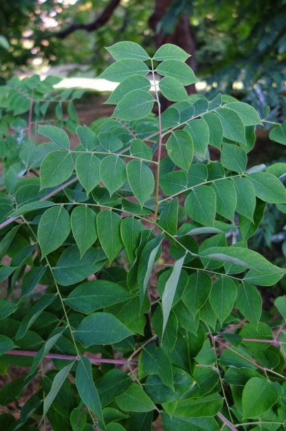 August close-up photo