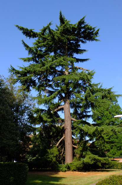 August tree photo