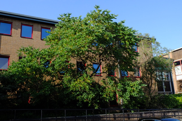 August tree photo