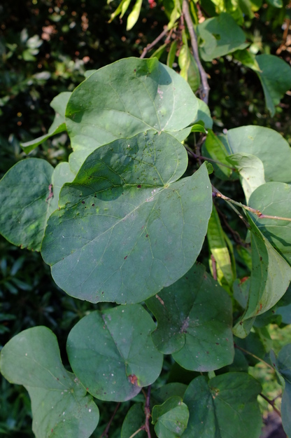 August close-up photo