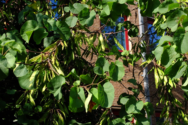 August close-up photo