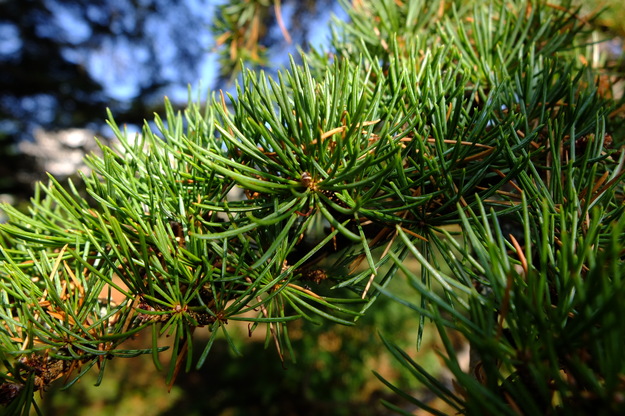 August close-up photo