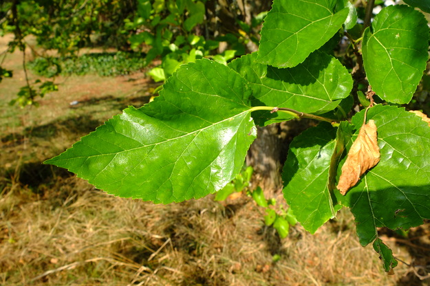 August close-up photo