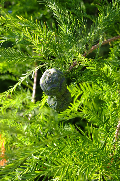 September close-up photo