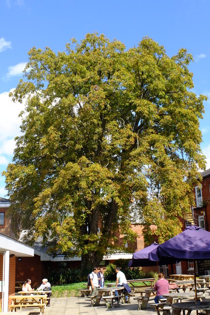 September tree photo