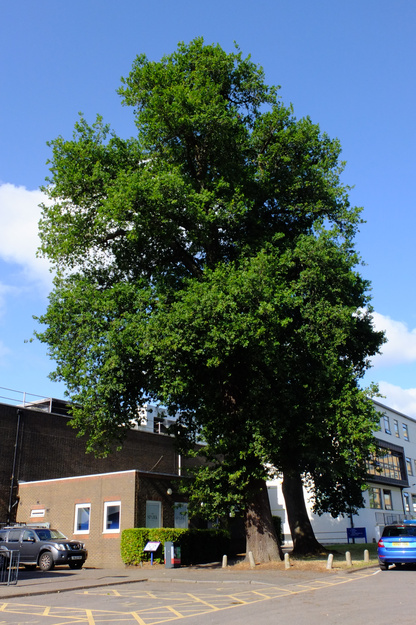 August tree photo