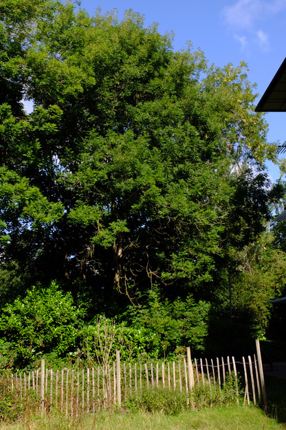 August tree photo