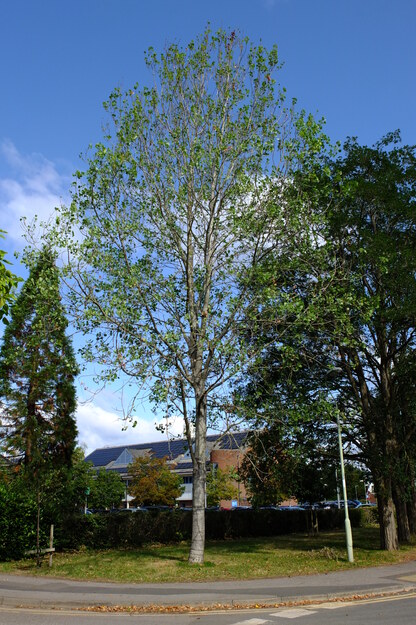 August tree photo