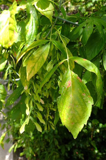 September close-up photo