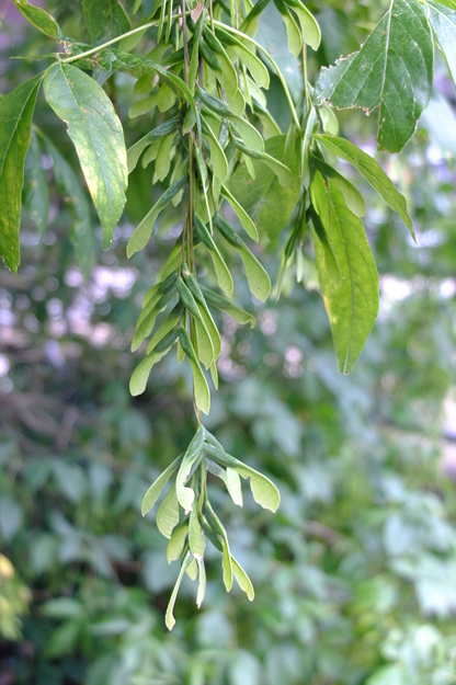 September close-up photo