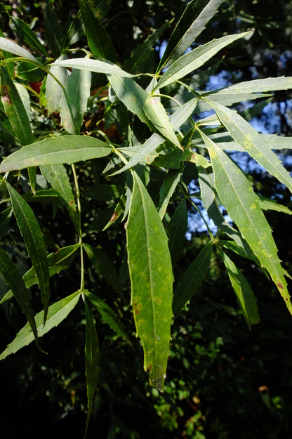 August close-up photo