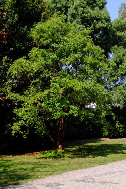 August tree photo