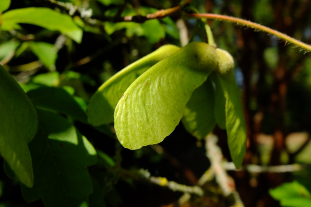 August close-up photo