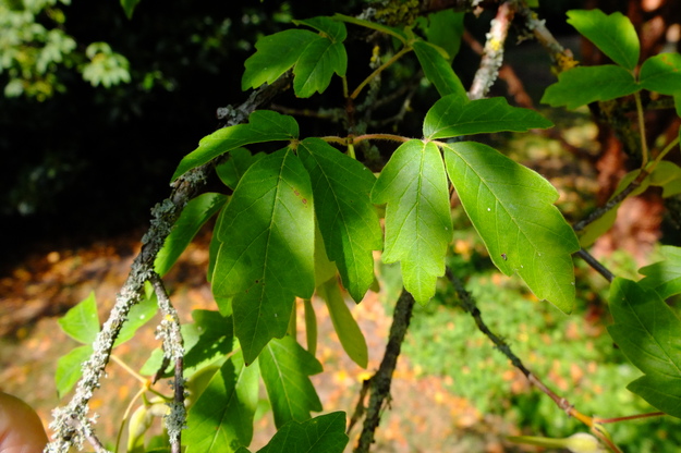 August close-up photo