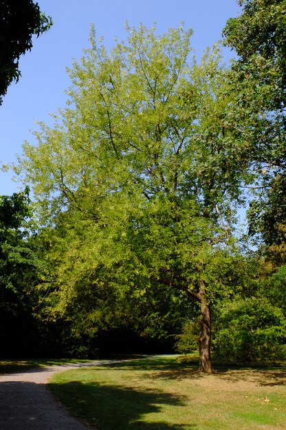 August tree photo