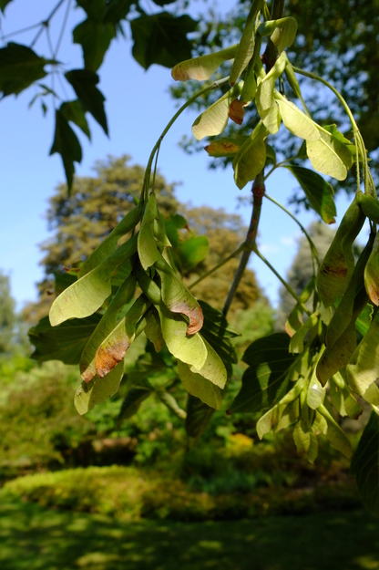 August close-up photo