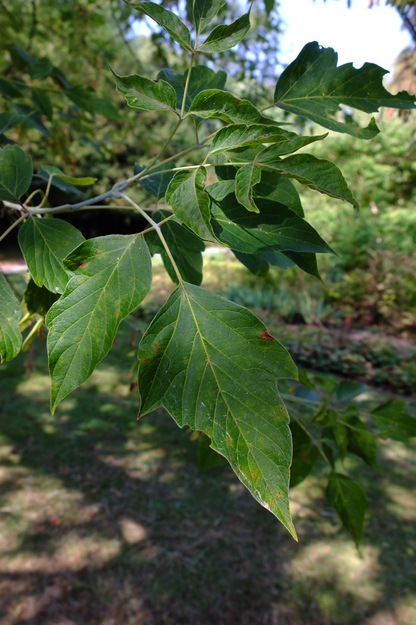 August close-up photo