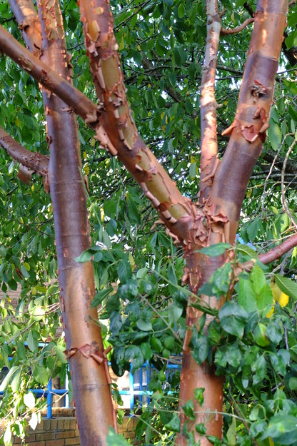 September close-up photo